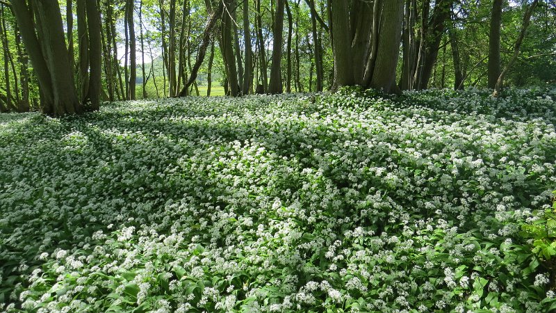 (19) Garlic wood.JPG - Wild Garlic